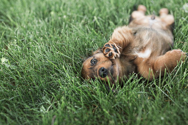 cute Weiner dog pup lying on back in grass