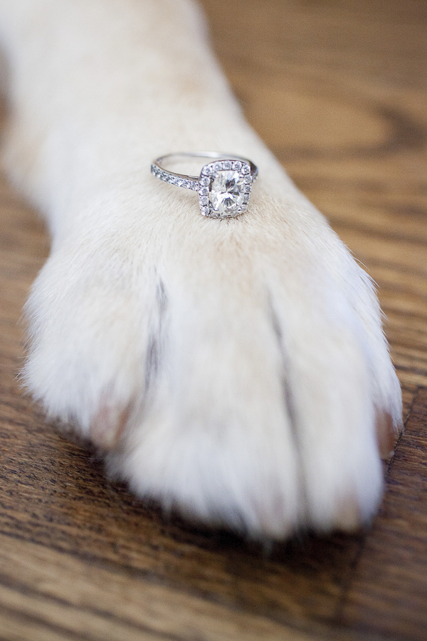 Engagement ring on dog paw