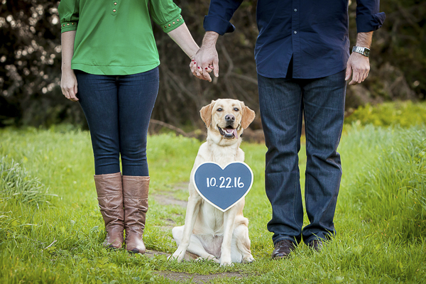 Yellow Labrador wearing heart shaped Save-the-Date- sign,