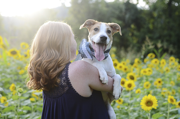 high school senior holding dog in sunflowers