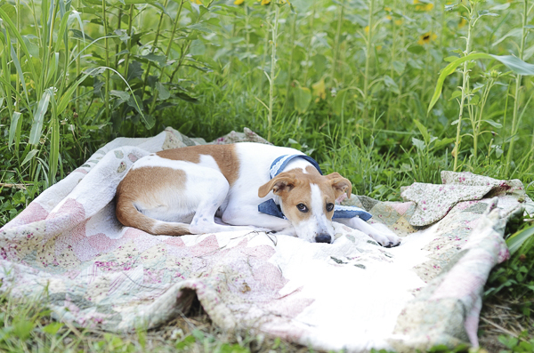 brown white dog lying on quilt in field