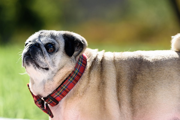 sweet old-pug-standing, end of life dog portraits