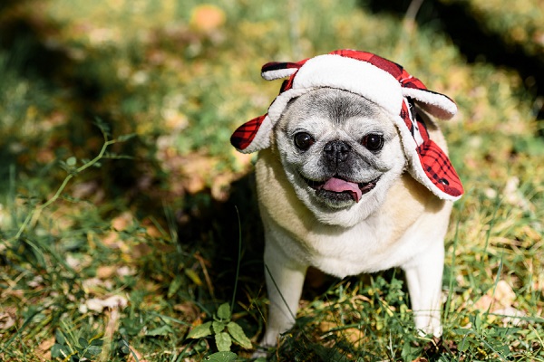 sweet senior Pug-in-red plaid hat