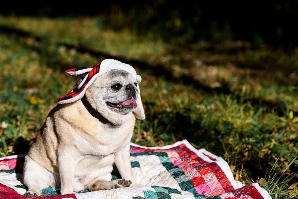 senior-pug-in-red-plaid-hat, lifestyle dog photography