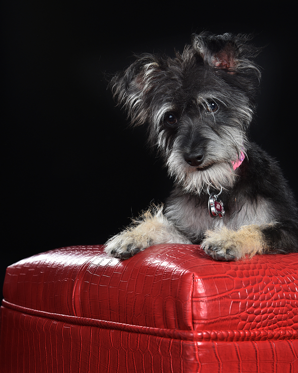 black terrier mix on red ottoman, studio dog photography