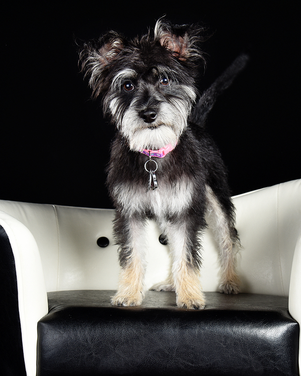 black, white terrier mix standing on white and black furniture, studio pet photography