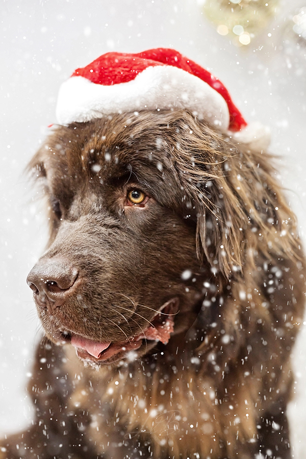 brown Newfie in Santa hat, dog studio portraits, toronto-dog-photographer-sit-with-me-rescue