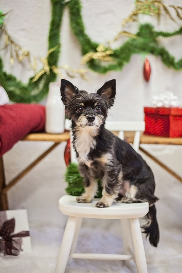 small terrier on white stool, holiday portraits View More: http://llbcreative.pass.us/mowgliholidayminisession