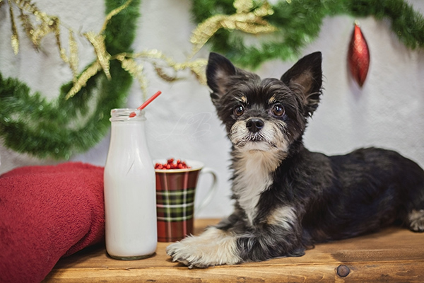 dog looking for Santa, waiting for Santa View More: http://llbcreative.pass.us/mowgliholidayminisession