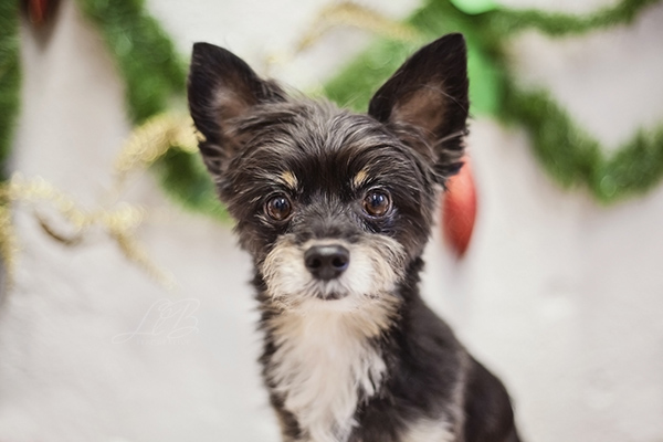 small terrier mix waiting for Santa, View More: http://llbcreative.pass.us/mowgliholidayminisession