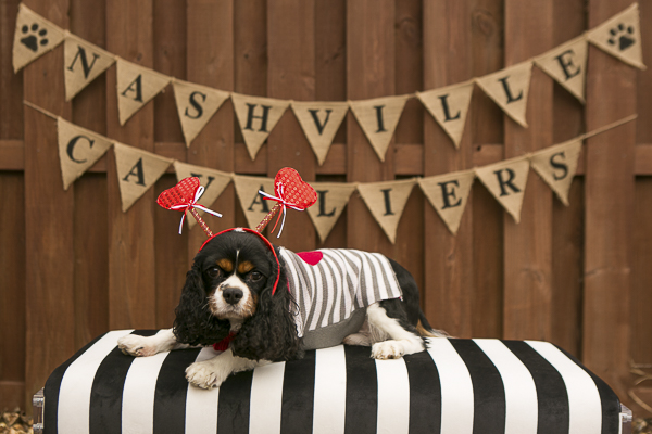 dog wearing gray striped sweater and heart headband lying on pillow, Nashville Cavaliers