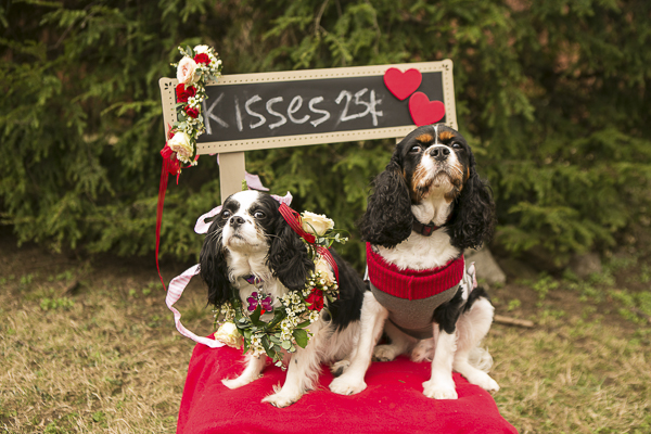 Valentine's Day party for dogs, King Charles Spaniel, Kissing booth