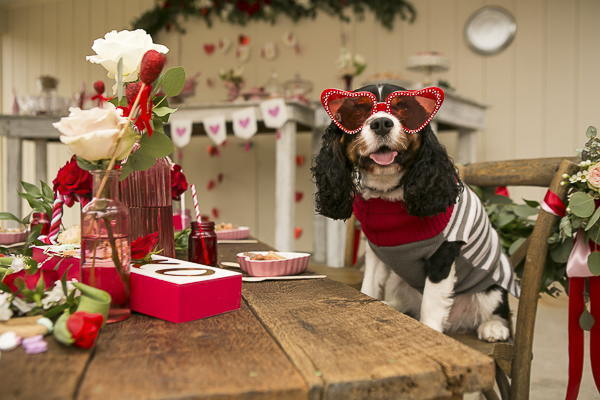 Cavalier wearing red heart glasses sitting at Valentine's Day table, Caventine's Day Pawty