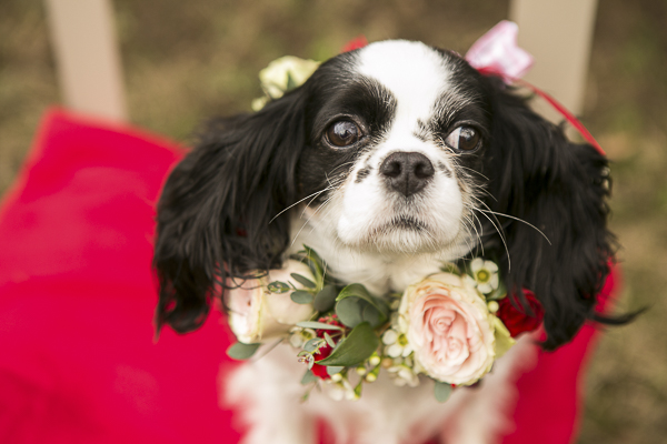 beautiful black white King Charles Cavalier Spaniel wearing floral collar