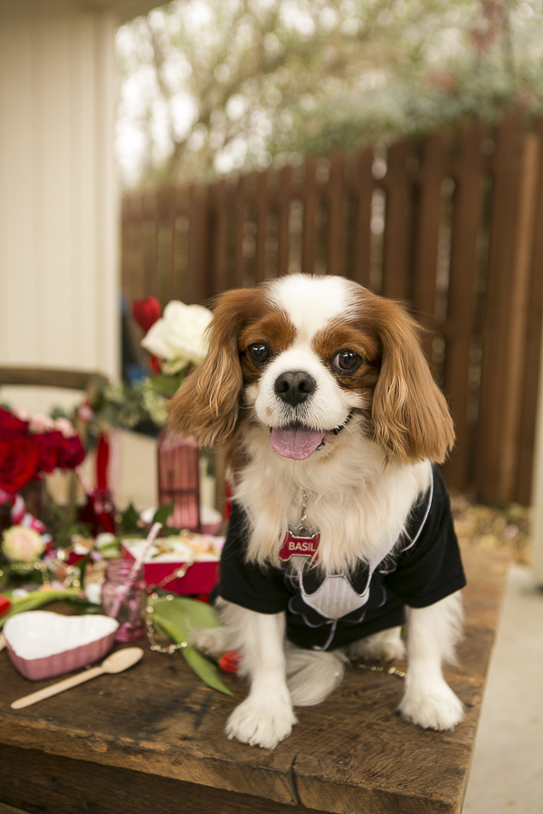 handsome brown and white Cavalier wearing tux, Valentine's Day Party for dogs, Caventine's Day Pawty