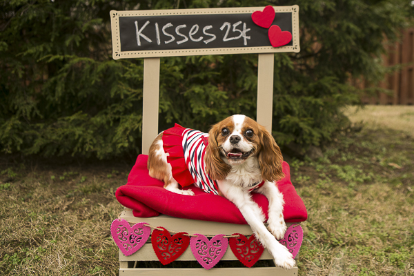 brown white Cavalier at kissing booth, Caventine's Day Pawty