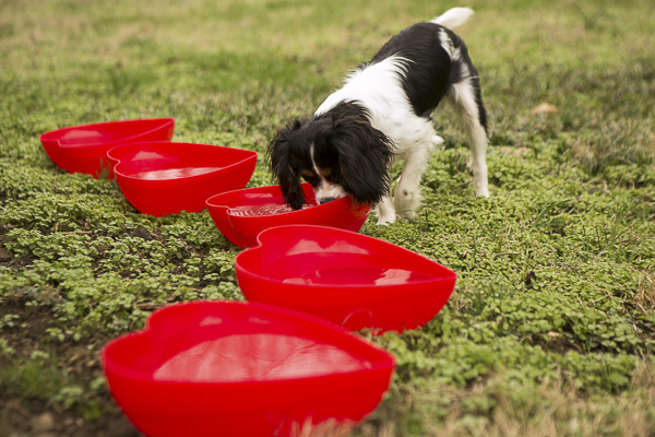 dog drinking out of red heart shaped water bowls