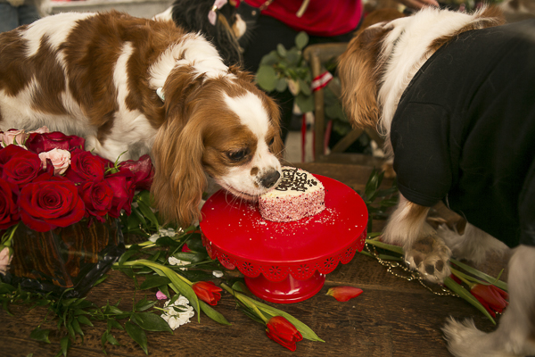 Cavaliers eating heart shaped bakery cake for dogs