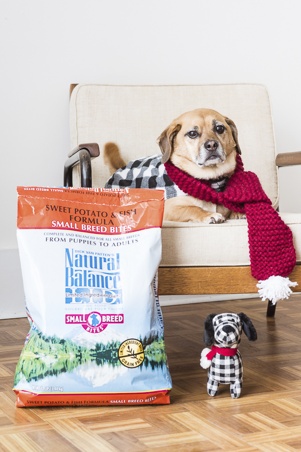 Dog wearing red scarf and plaid jacket on chair, Natural Balance Dog Food #WeBelieveInNB, pet nutrition experts