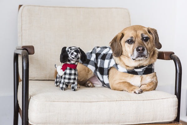 twinning, Puggle and dog toy twins, lifestyle dog photographer