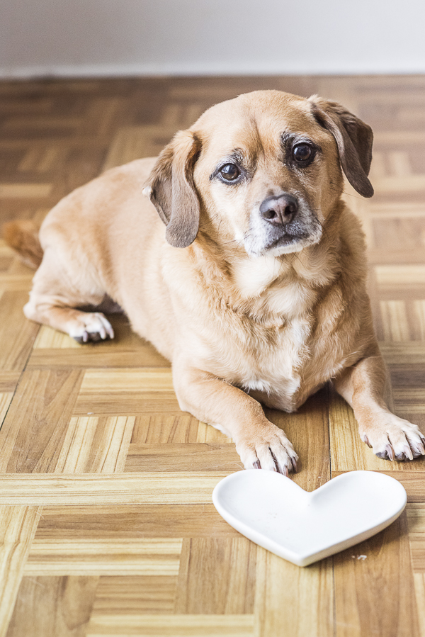 Puggle waiting for dinner, heart shaped plate