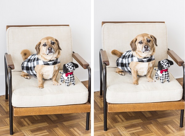 Puggle in mid century chair, Puggle buffalo plaid jacket and dog toy, dogs on furniture