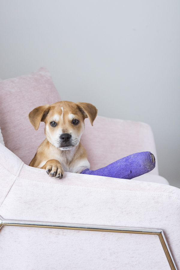 brown puppy, pink chair, purple cast, dogs on furniture