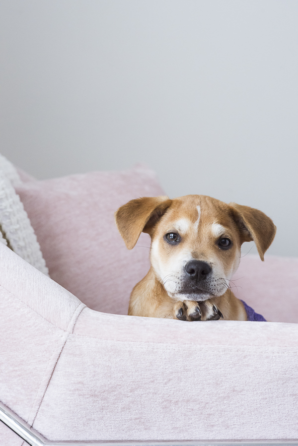 rescue puppy in pink chair