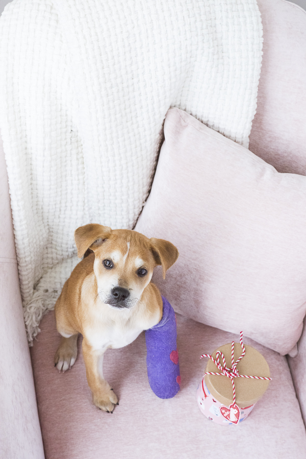 adorable brown white puppy on pink chair, purple cast with pink hearts, Valentine box