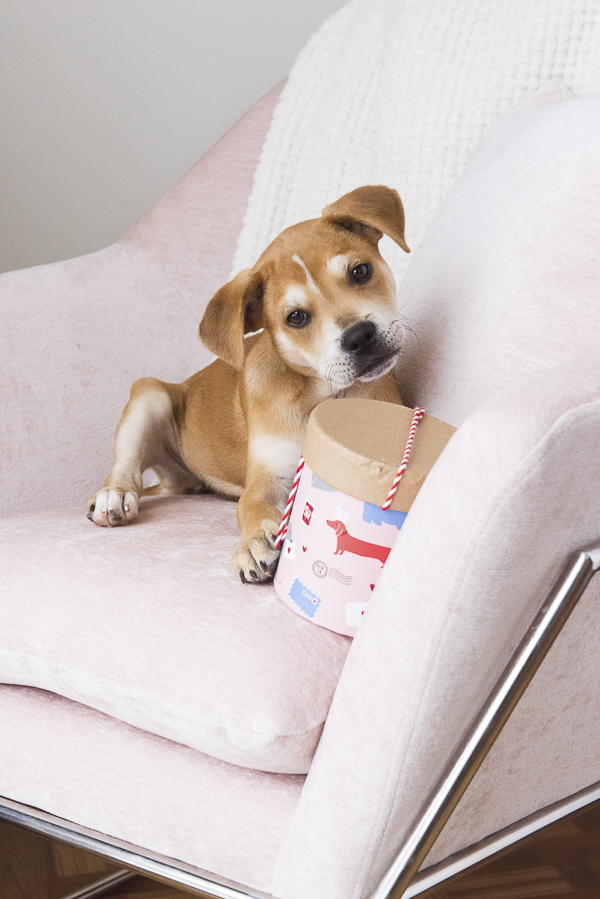 puppy on pink chair looking at Valentine box