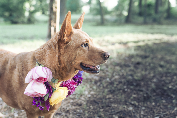 brown dog wearing floral collar, 