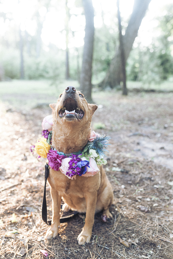 smiling dog wearing floral wreath around neck, lovely dog photos