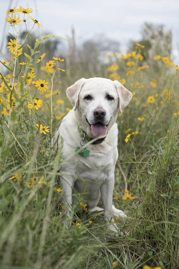 yellow lab sitting in patch of black eyed susans, wildflowers and dogs