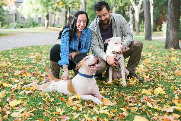 Pitties in engagement photos, pit bull lying on stomach