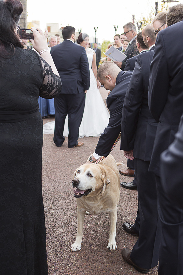 smiling Yellow Labrador Retriever during wedding
