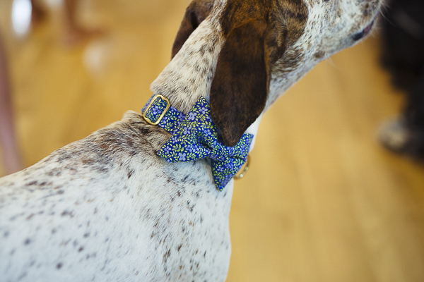 Wedding dog wearing floral blue, green bow tie