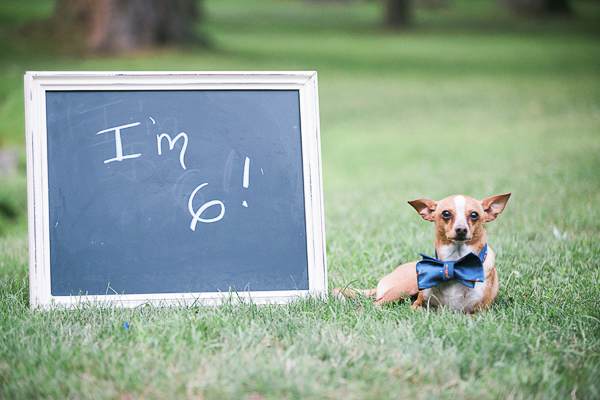 rescued chihuahua birthday celebration, Chi wearing blue bow tie in park next to chalkboard sign "I'm 6!"