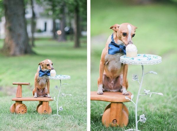 Chi mix sitting on wooden scooter and eating cupcake, dog birthday party in park