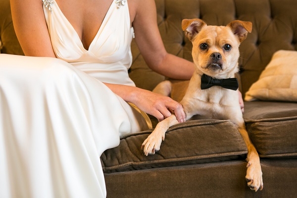 cute dog in bow tie with bride