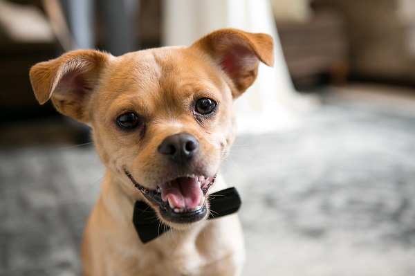cute short haired dog wearing black bow tie, Pekingese Mix, best dog, wedding dog