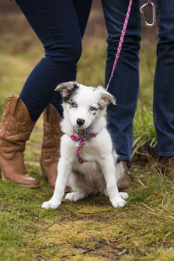 what is a border collie australian shepherd mix official information