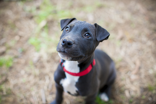 Adoptable Dogs Humane Society Union County - Daily Dog Tag