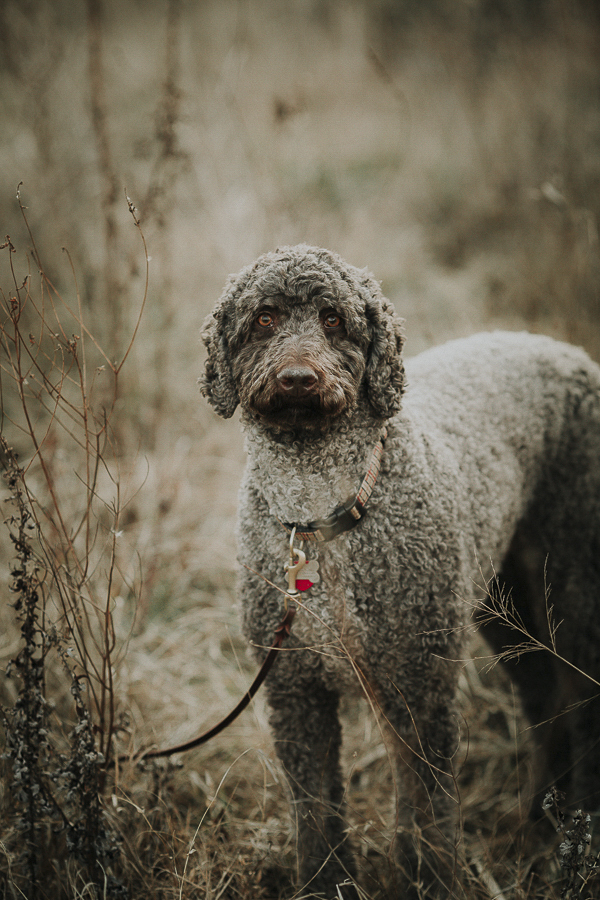 handsome Labradoodle with human eyes, lifestyle dog photography