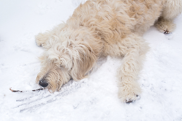 dog lying in the snow, NC dog photographer
