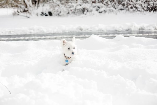 Westie in deep snow, ©Casey Hendrickson Photography | on location dog photography