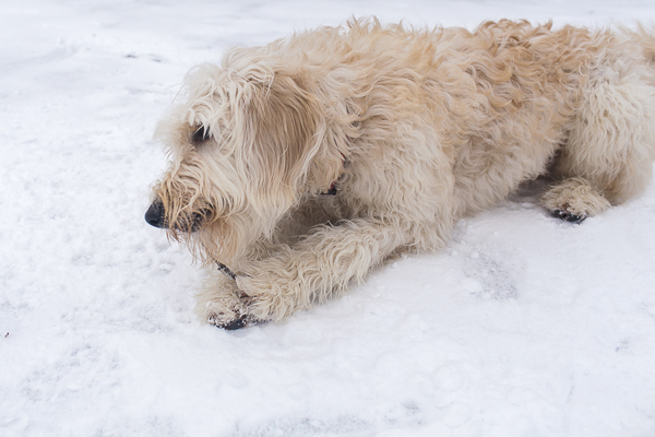 Golden doodle pup chewing on small stick, snow dog