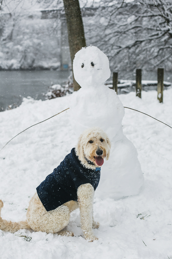 Goldendoodle wearing coat and snowman friend, big snow, NC dog photography