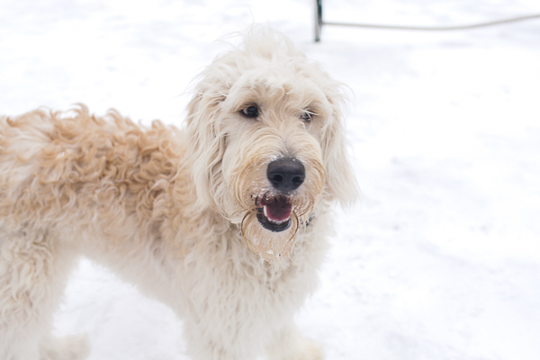 Golden doodle in the snow