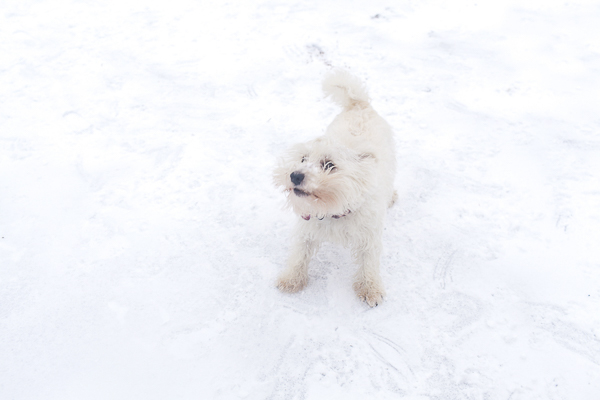 Westie playing in the snow, West Highland Terrier, lifestyle dog photography