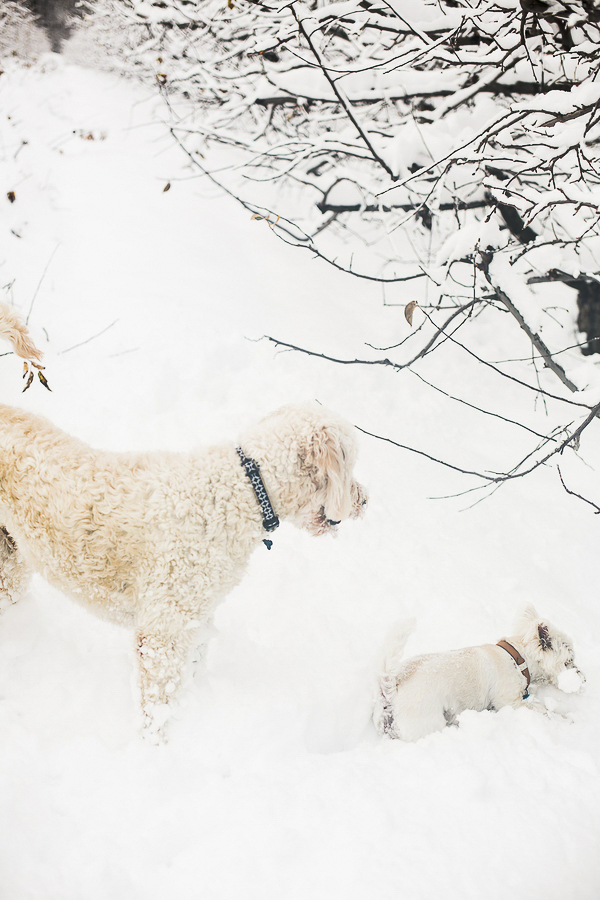 Focus: Chewie and Molly and the Big Snow - Daily Dog Tag